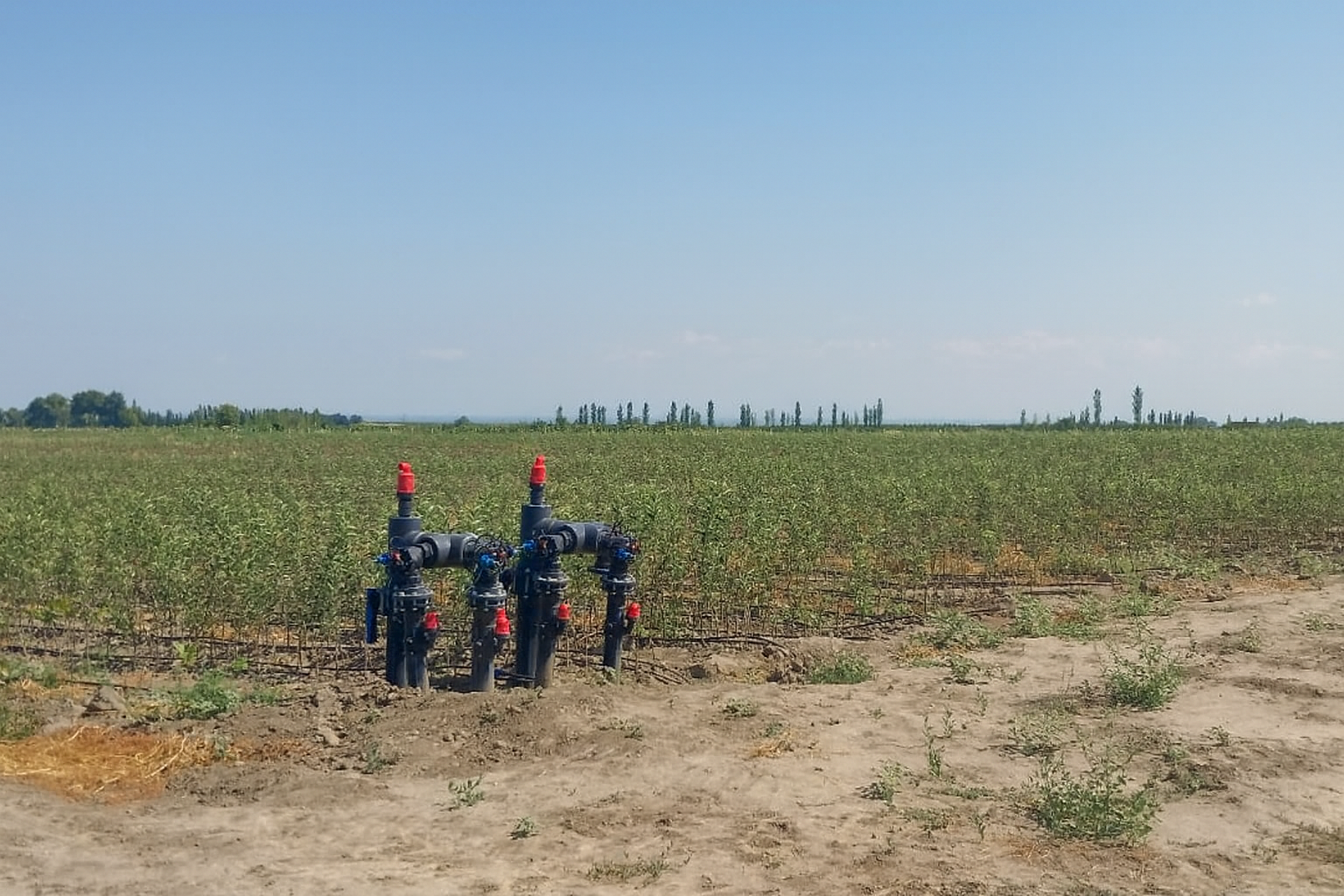 Qusar 18Ha tingçilik sahəsi image