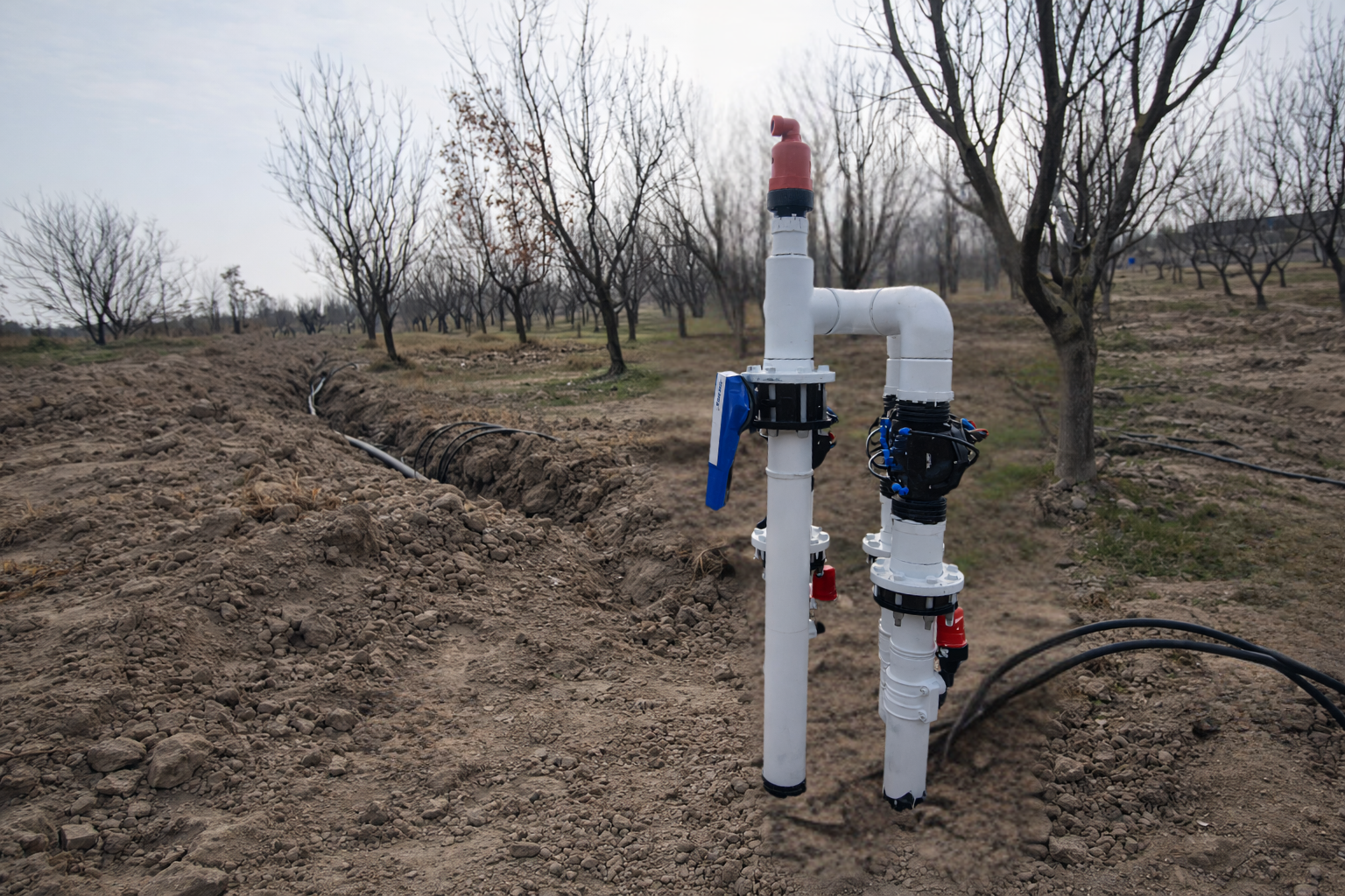 Göyçay 5Ha Nektarin bağı image